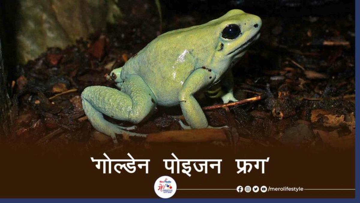 Golden poison frog